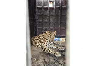 Dhule Leopard News
