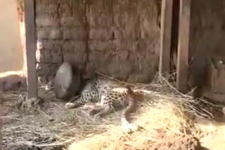 Leopards head stuck in pot