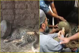 Leopard Head Stuck in Vessel