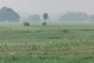 गया के ग्रामीण इलाके में दो हाथियों की दहशत