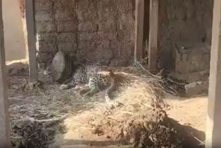 A male leopard had its head stuck in a metal pot for five hours in a village in Dhule district of Maharashtra. The incident took place on Saturday night when the necks of the leopards, which were searching for water, got stuck in the water tank.