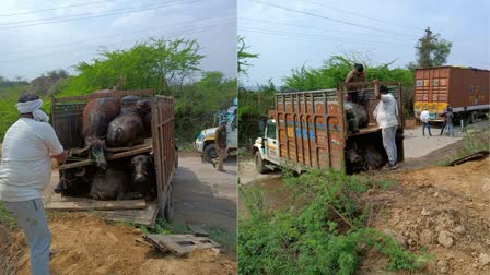 Animal Smugglers Arrested