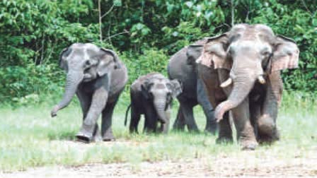 Wild Elephants  Wild Elephants In The Aralam Farm  കാട്ടാന  ആറളം ഫാം പുനരധിവാസ മേഖല  ആറളം ഫാം പുനരധിവാസ മേഖല കാട്ടാന