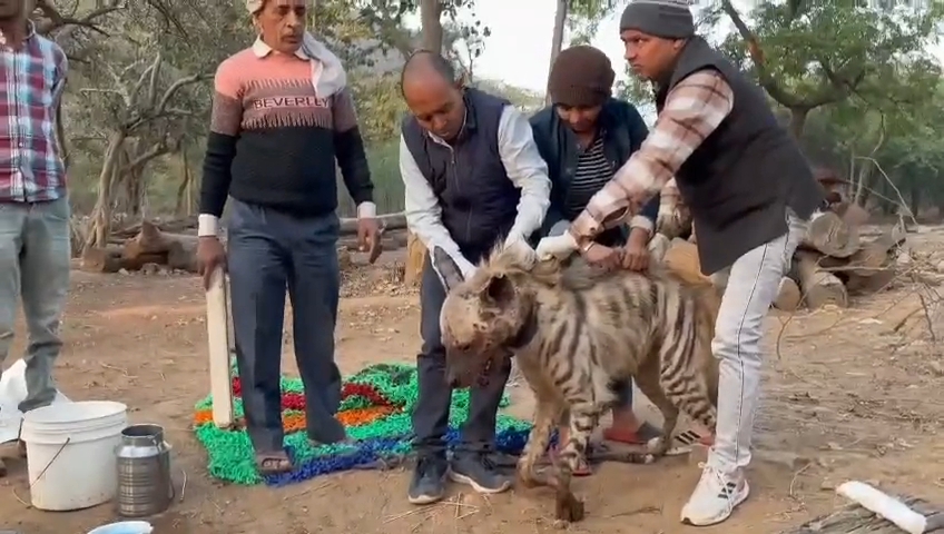 बेजुबानों का इलाज कर रहे गोविंद भारद्वाज