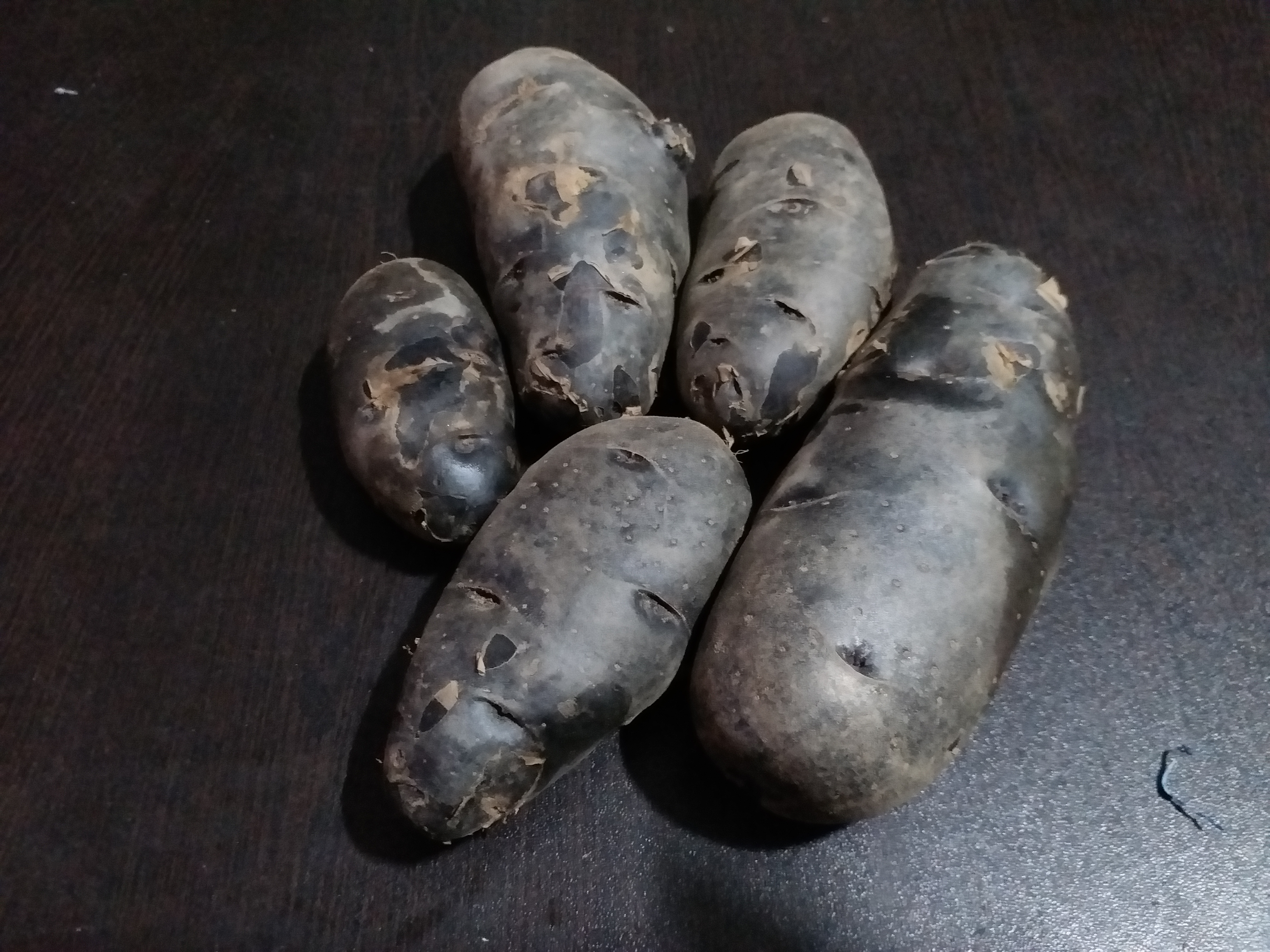 Farrukhabad Potato Variety Crop