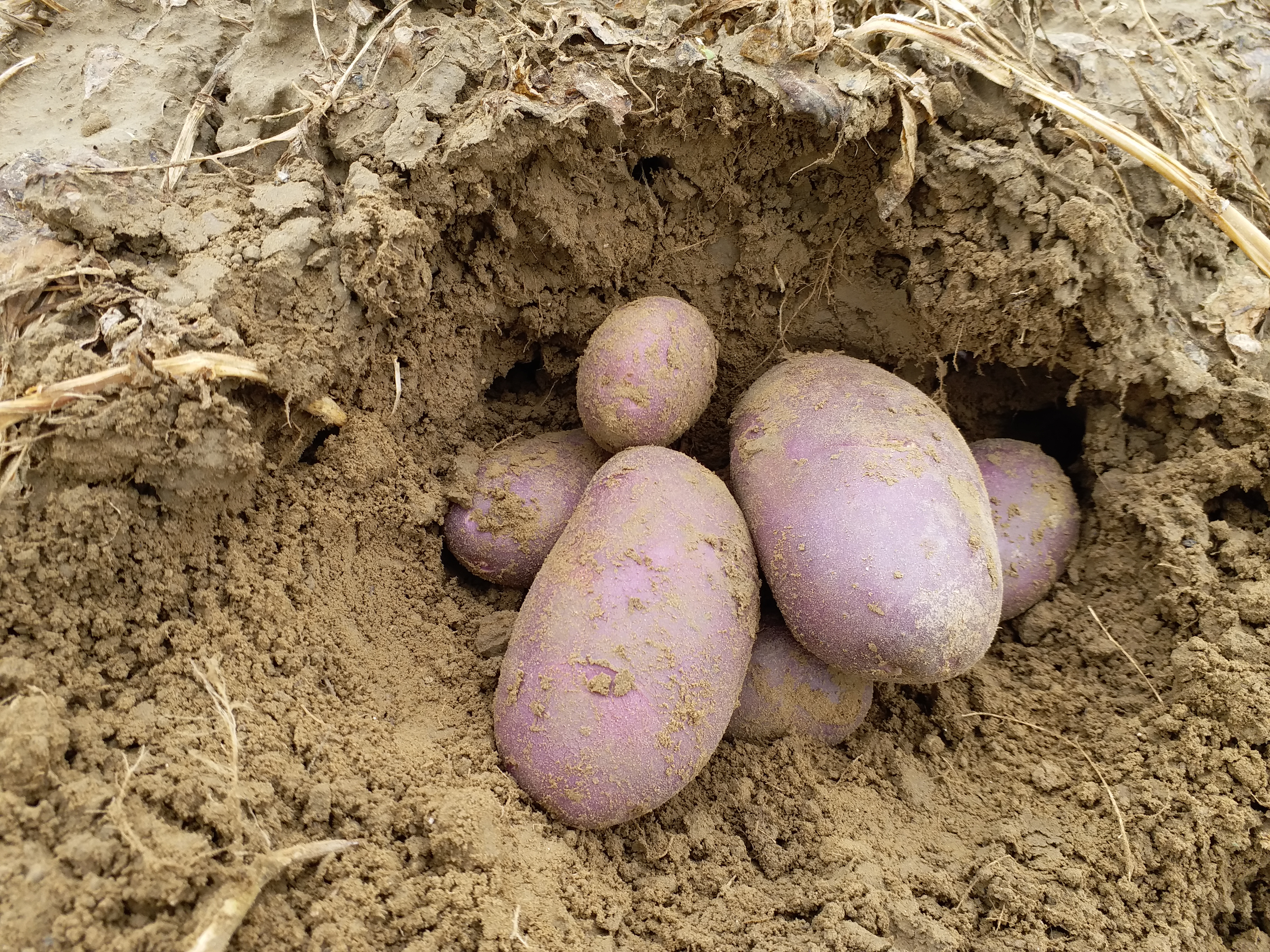 Farrukhabad Potato Variety Crop