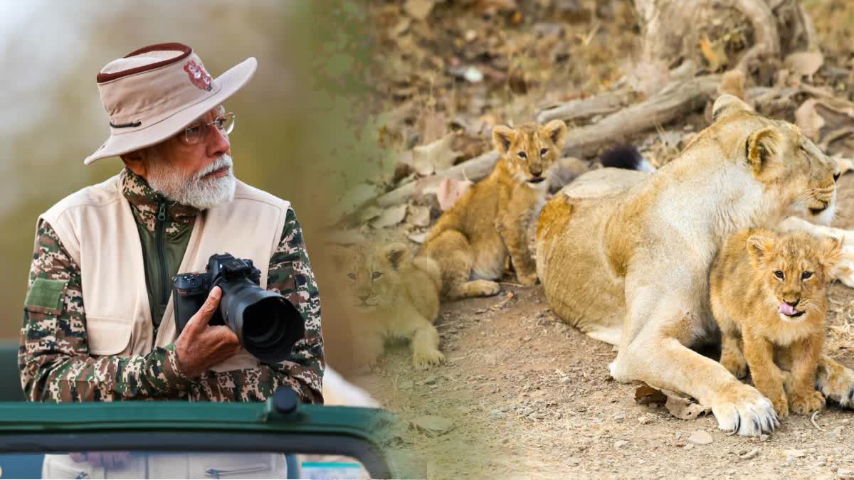 PM મોદી બન્યા 'વાઈલ્ડ લાઈફ ફોટોગ્રાફર', સાસણ ગીરમાં સિંહ દર્શનની સાથે કરી  વન્યજીવોની સુંદર ફોટોગ્રાફી