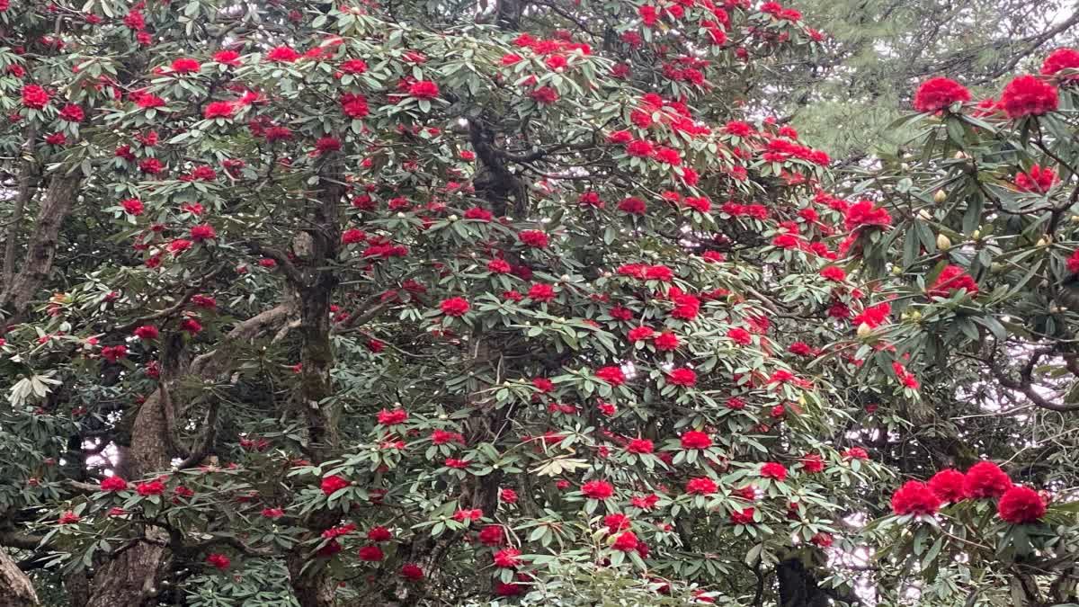 पेड़ों पर खिले बुरांश के फूल