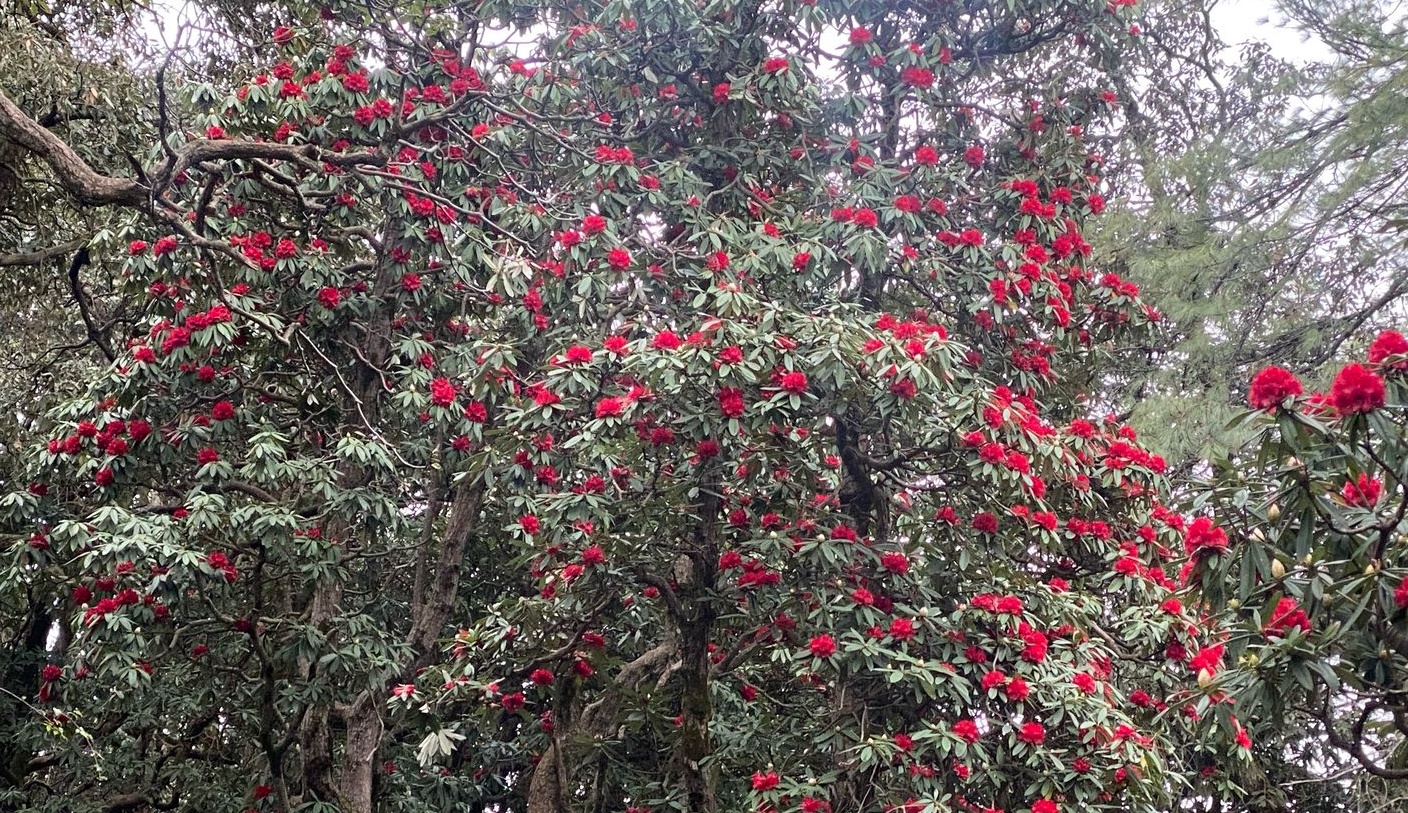 पेड़ों पर खिले बुरांश के फूल