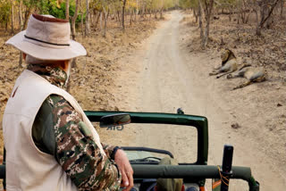 In this image by PMO on Monday, March 3, 2025, Prime Minister Narendra Modi during lion safari at Gir Wildlife Sanctuary, on the occasion of the World Wildlife Day, in Gujarat's Junagadh district.