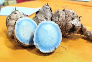 Discover The Spice Story: How Black Turmeric Of Assam Becomes Cultivators' Delight In Rajasthan