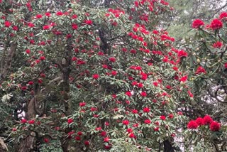 पेड़ों पर खिले बुरांश के फूल