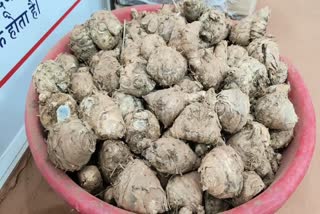 Black Turmeric Spiced Up Rajasthan Farmers' Craving