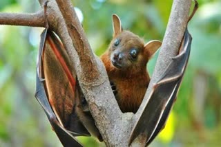 Kerala begins precautionary measures against Nipah virus