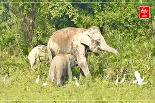 WORLD WILDLIFE DAY 2025
