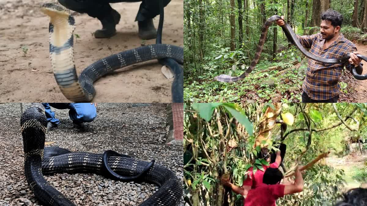 King Cobra  In Populated Areas ; Snake Rescue team About King Cobra