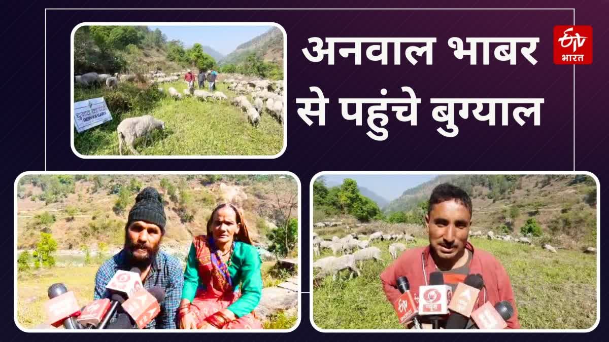 Sheep herder Anwal reached Bageshwar