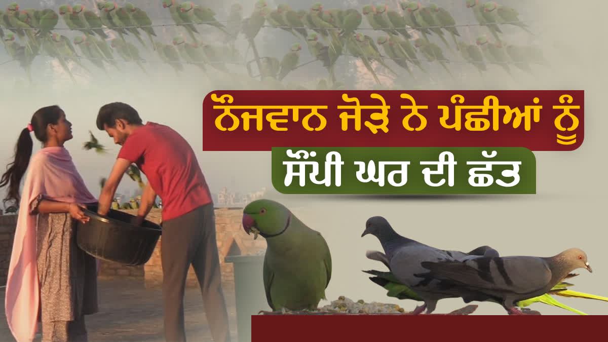 Feed To Birds On Roof, Bathinda