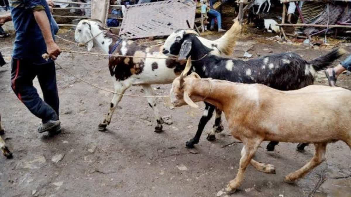 Tags mandatory for animals at Deonar slaughterhouse, outrage among meat traders