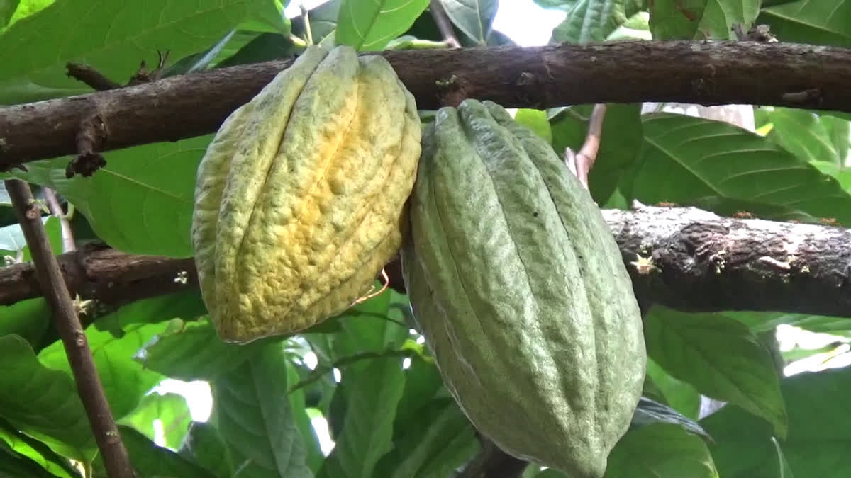 COCOA PRICE HIKE  COCOA PRICE KERALA  COCOA PRODUCTION IDUKKI  COCOA PRICE RANGE