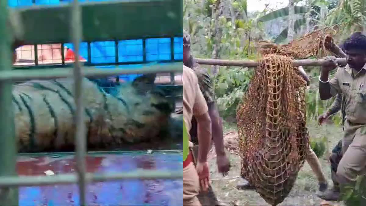 TIGER FELL INTO WELL  FOREST DEPARTMENT  KUPPADY WILDLIFE SANCTUARY  TIGER IN WAYANAD