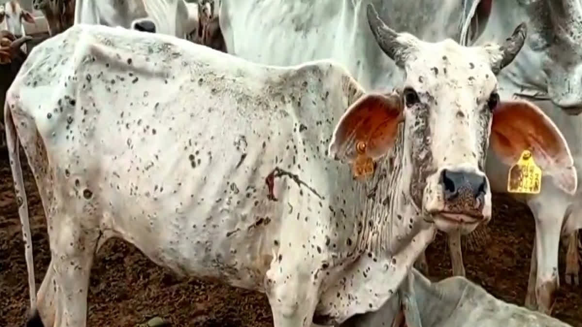 IISc scientists trace source of cattle skin disease virus