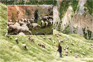 Migrating Sheep Herders Returning from Bhabar to Bugyala with Onset of Summer 2024
