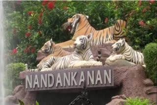 The Nandankanan Zoo in Odisha's Bhubaneswar has implemented special measures to provide relief to its animals during the heat wave, including air coolers, sprinklers, fruits, and anti-heat medicines, as per veterinary doctors' advice, to help them cope with the conditions.