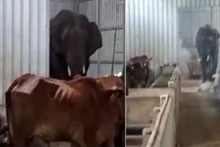 elephant entering the cowshed
