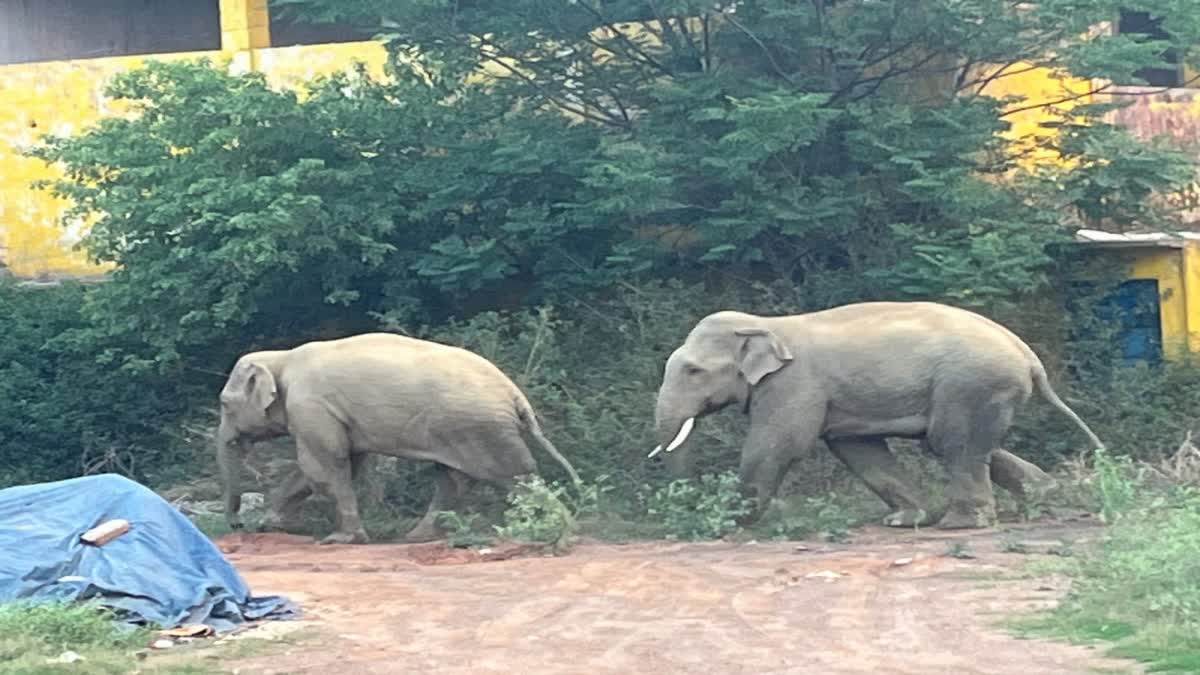 two wild elephants enter closed factory