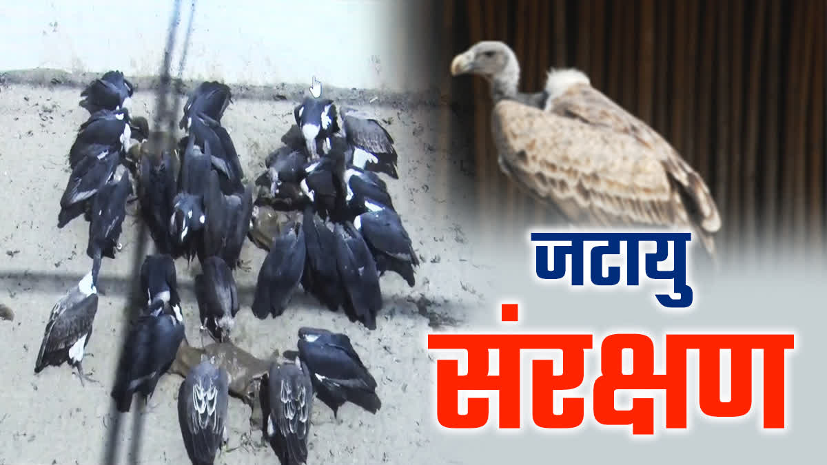 JATAYU CONSERVATION HARYANA