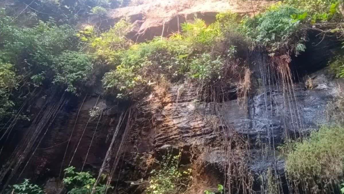 mysterious vine Chitawar