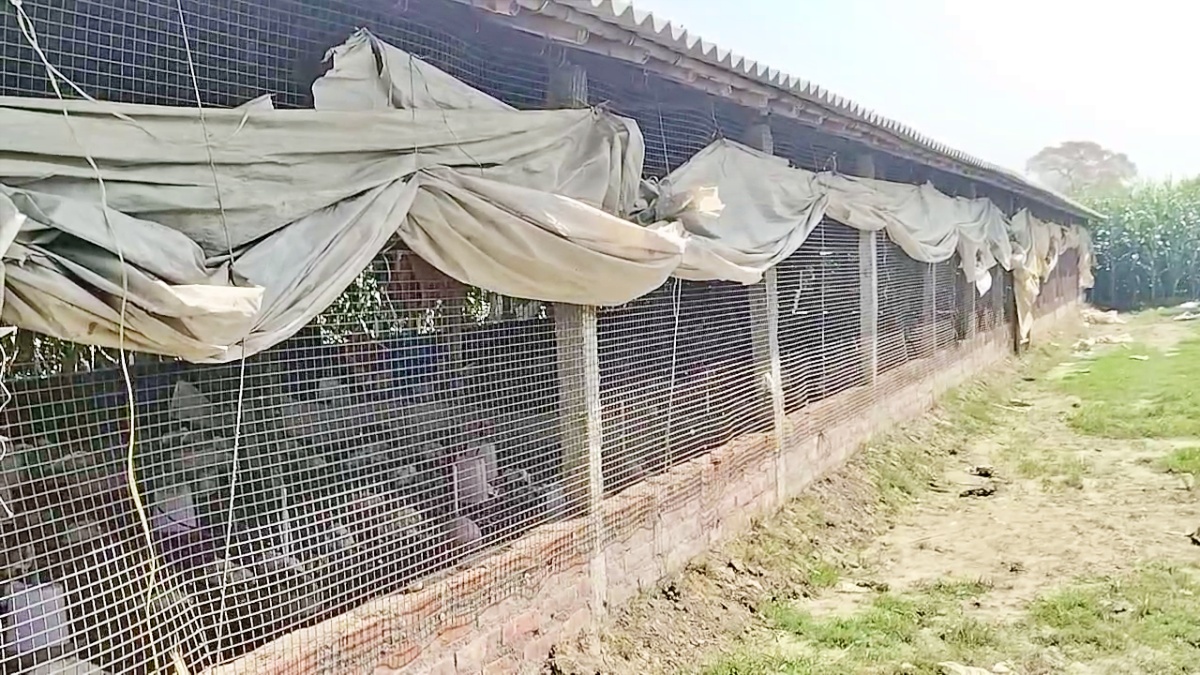 CHICKENS DIED IN KATIHAR