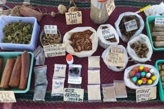 Patalkot medicinal plants extinc
