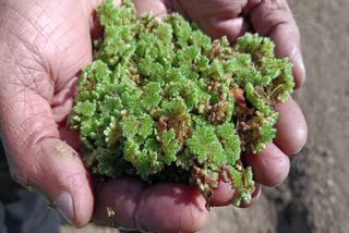 Azolla Production in Sirmaur