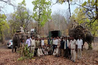 TIGER SHIFTED FROM BANDHAVGARH