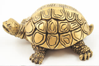 according  Vastu Shastra to Keep the turtle statue in your house like this, there will never be a shortage of money, there will be progress in business