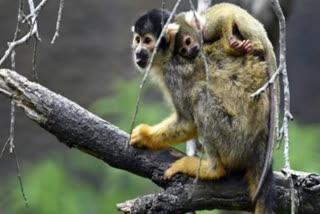 Revealed: Why Monkeys Are Better At Yodelling Than Humans