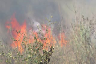 Fire in Gorumara National Park