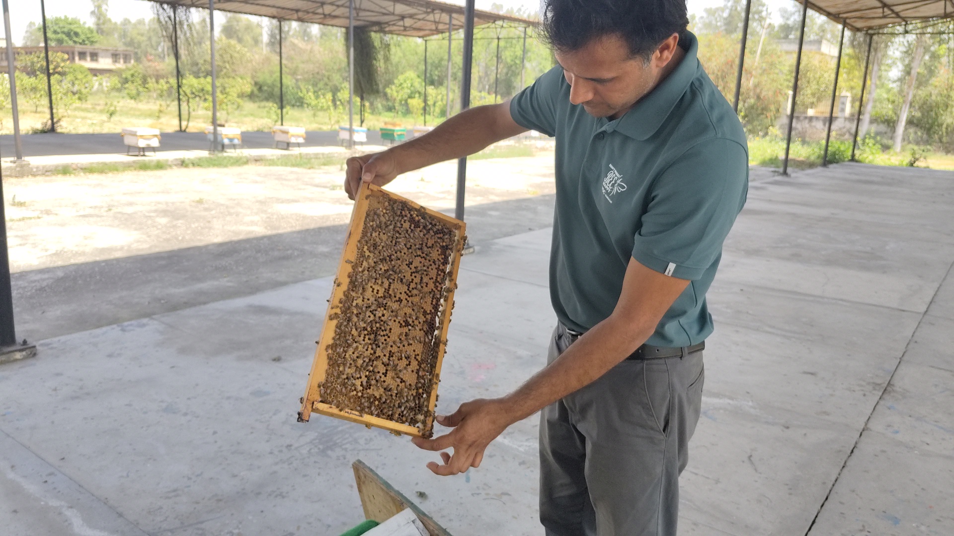 Become a millionaire by bee venom training in Beekeeping Development Center Ramnagar Kurukshetra Haryana