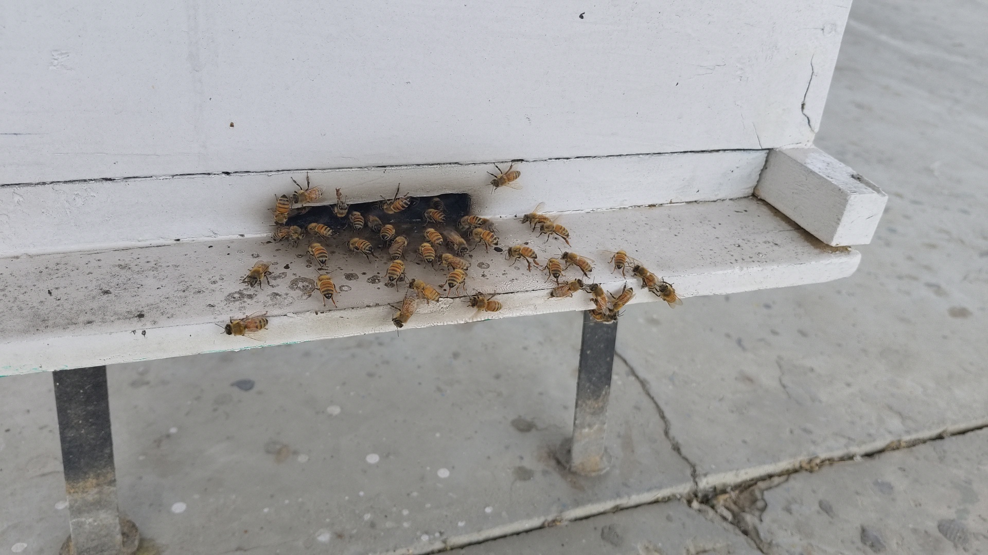 Become a millionaire by bee venom training in Beekeeping Development Center Ramnagar Kurukshetra Haryana