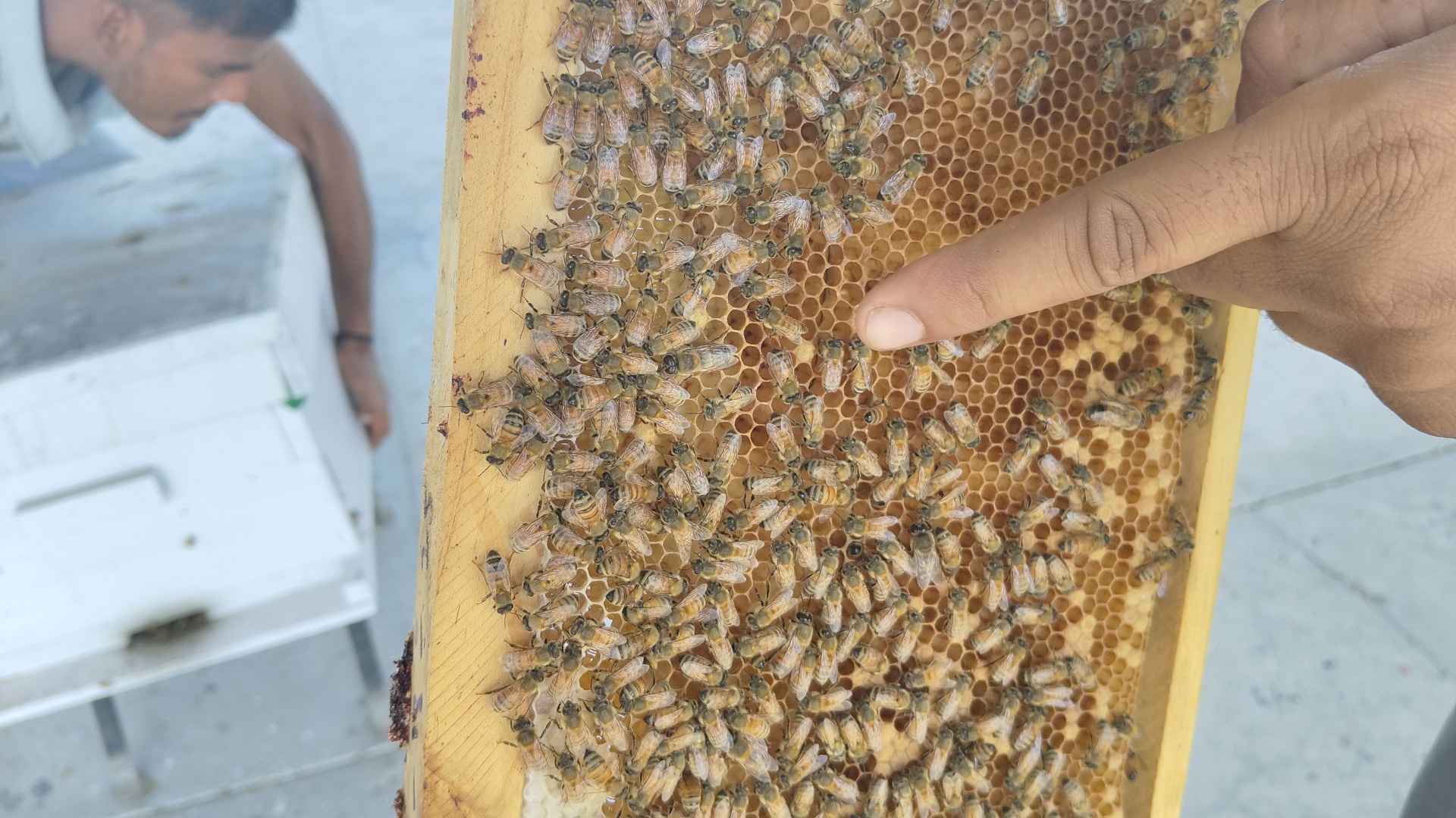 Become a millionaire by bee venom training in Beekeeping Development Center Ramnagar Kurukshetra Haryana