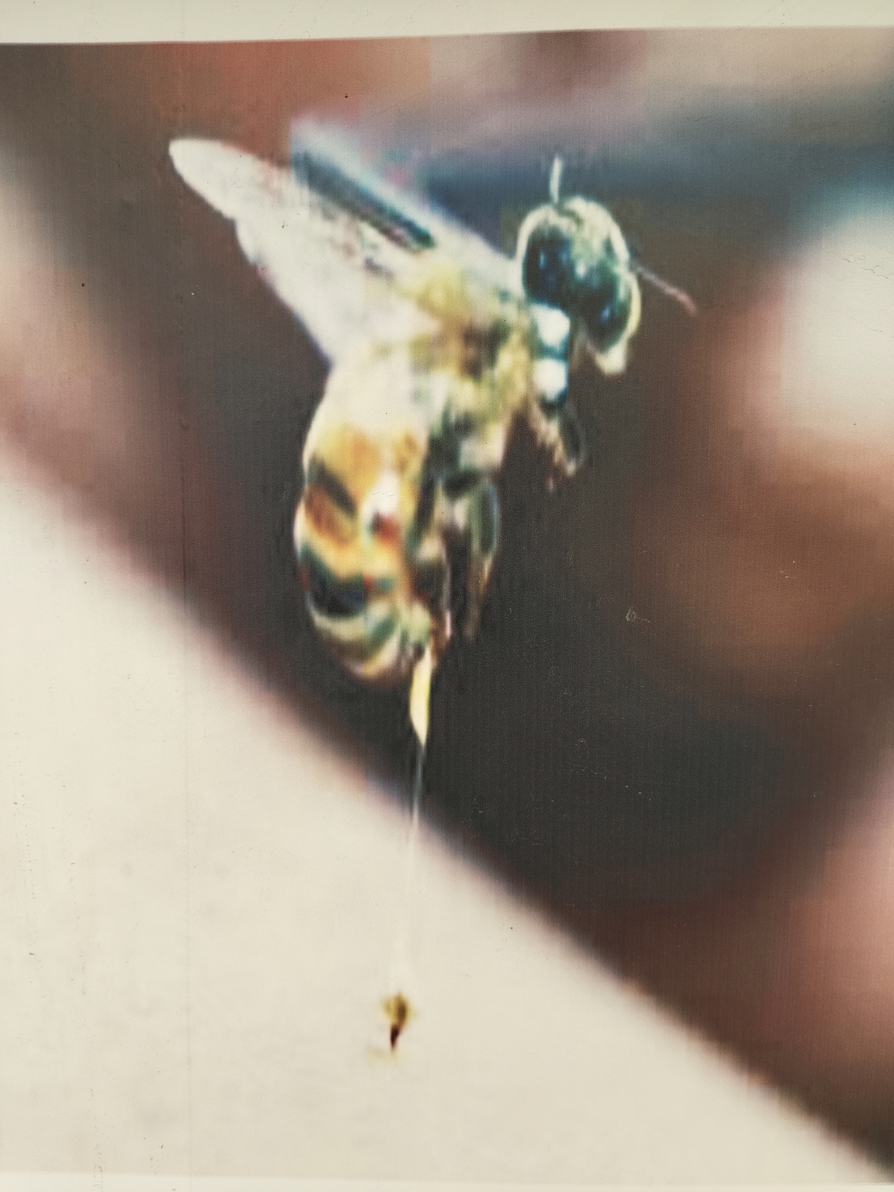 Become a millionaire by bee venom training in Beekeeping Development Center Ramnagar Kurukshetra Haryana