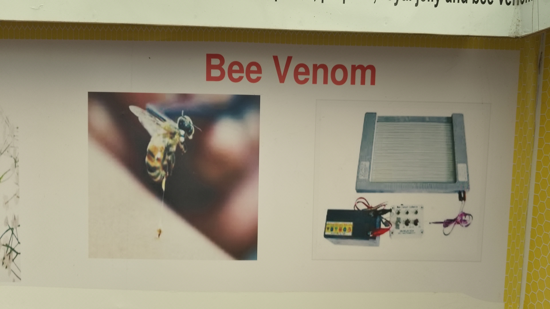 Become a millionaire by bee venom training in Beekeeping Development Center Ramnagar Kurukshetra Haryana