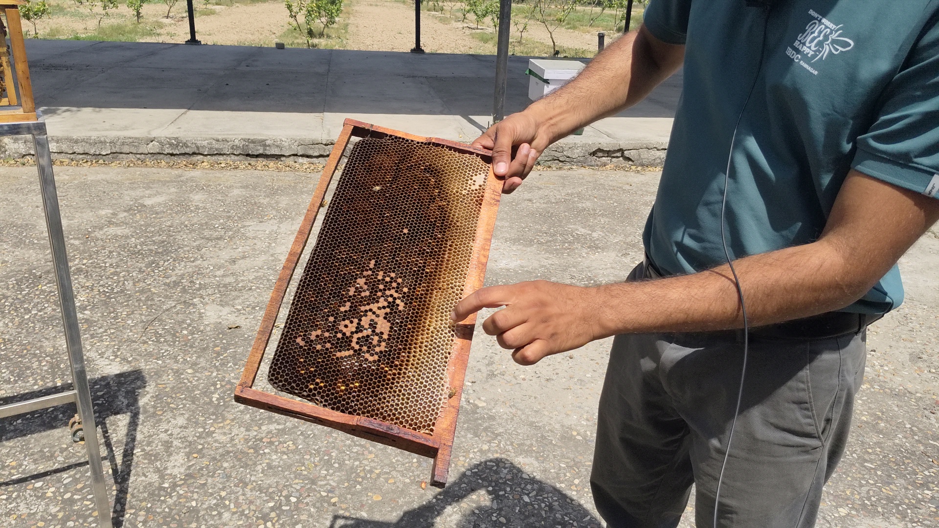 Become a millionaire by bee venom training in Beekeeping Development Center Ramnagar Kurukshetra Haryana