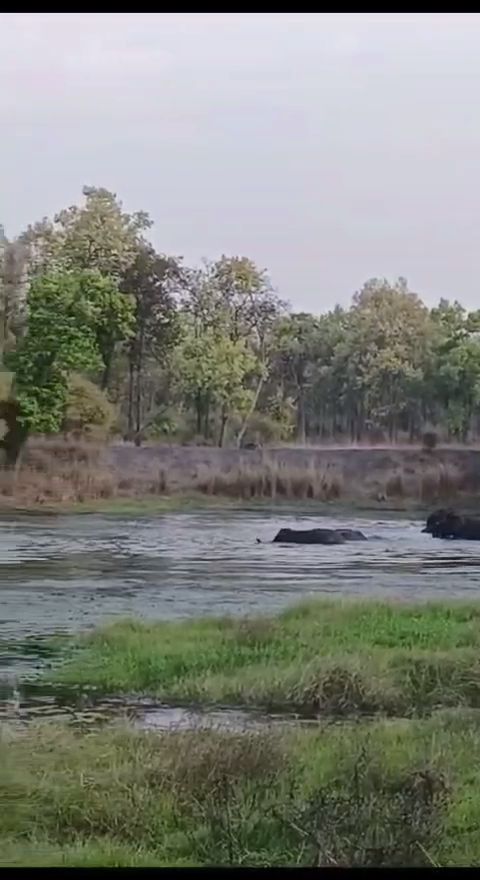 Elephants in Bandhavgarh Tiger Reserve