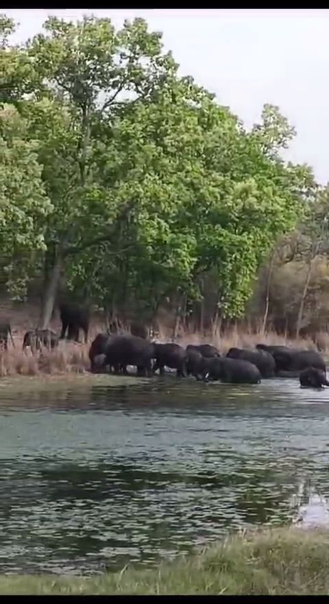 Elephants in Bandhavgarh Tiger Reserve