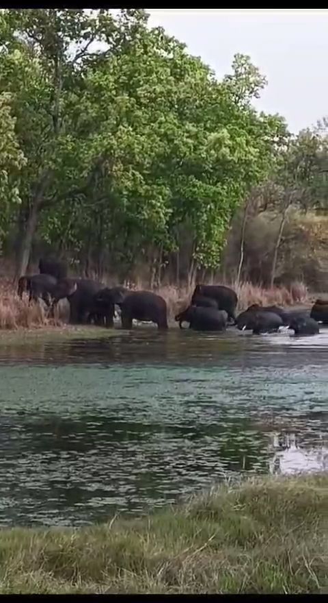 Elephants in Bandhavgarh Tiger Reserve