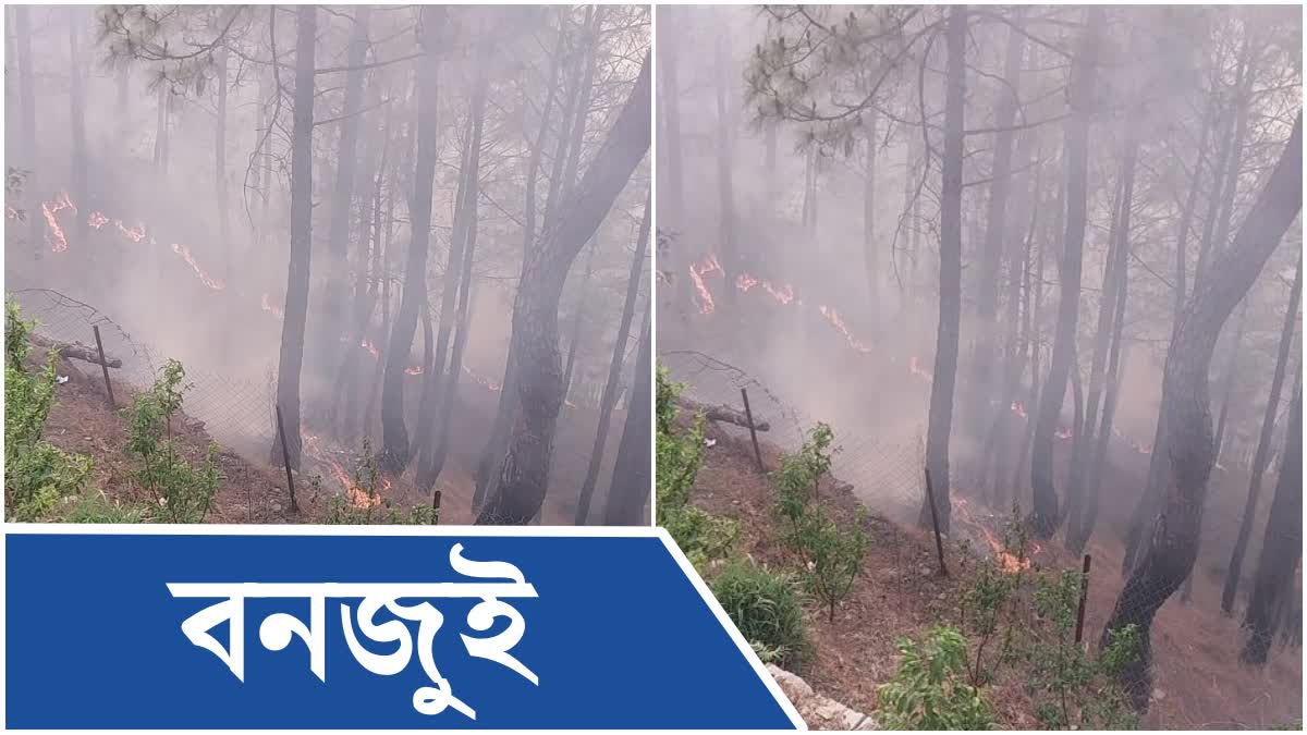 সোমেশ্বৰৰ বনাঞ্চলত বনজুই; নিহত 2 শ্ৰমিক