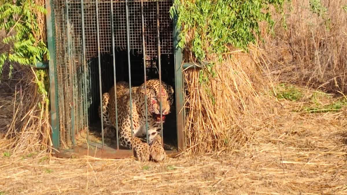 LEOPARD CAUGHT AT SHAMSHABAD